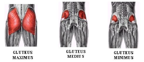 Gluteus muscles anatomy