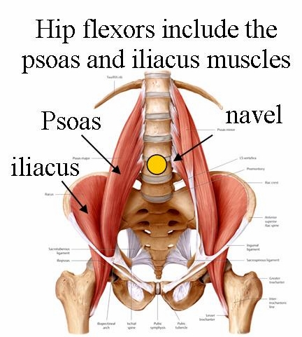 hip-flexors anatomy