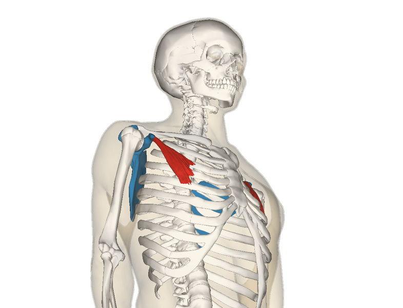 pectoralis minor and shoulder problems