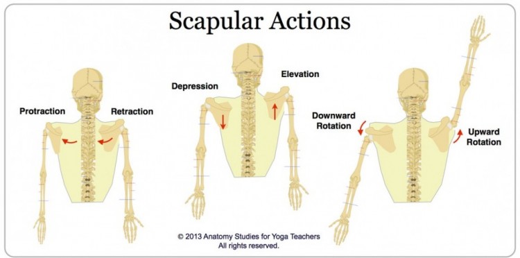 Scapular exercises